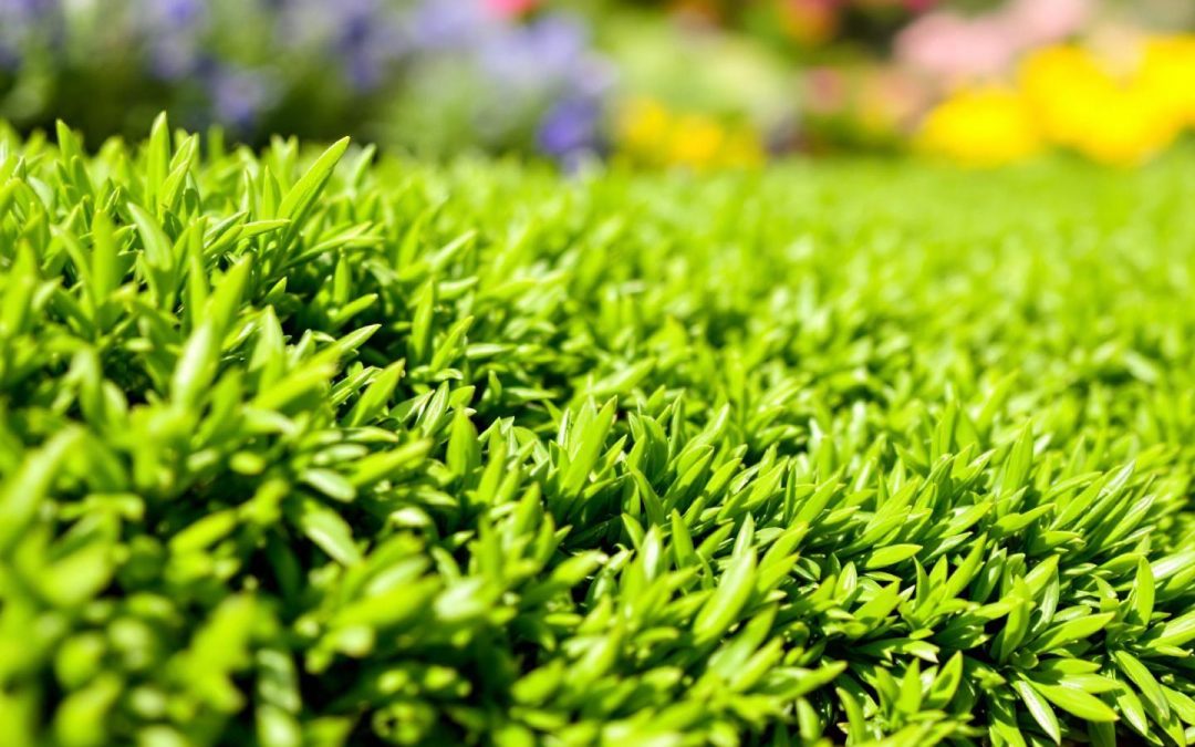 Gazon en rouleau : prix au m² et conseils d&rsquo;achat pour un jardin parfait